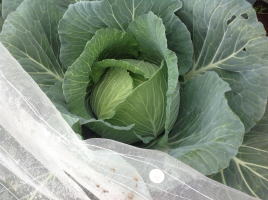 �����������������C���[�W